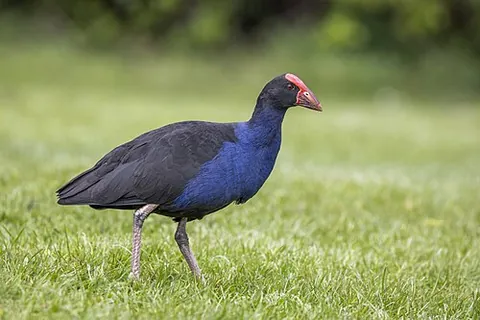 australasian swamphen: a species of swamphen, Porphyrio melanotus, of Australian, New Zealand, New Guinea, and Pacific...