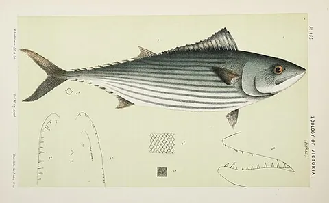 australian bonito: a marine species of bonito located in the Australian and Oceanic region, Sarda australis
