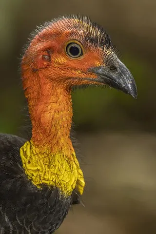 australian brushturkey: a bird, Alectura lathami