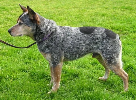 australian cattle dog: a breed of herding dog bred in Australia for controlling cattle; varieties include the Queensland...