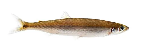 australian grayling: a primarily freshwater fish, Prototroctes maraena, found in coastal rivers in south-eastern...