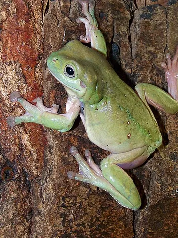australian green tree frog: any member of the species Ranoidea caerulea (syn. Litoria caerulea) of docile tree frogs common in...