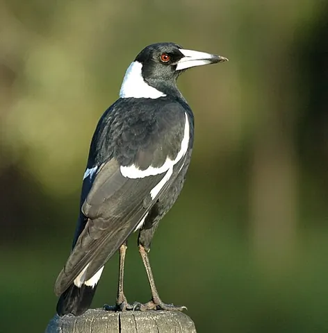 australian magpie: a magpie-like black-and-white passerine bird of species Gymnorhina tibicen, family Artamidae,...