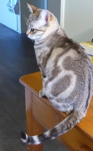 australian mist: a medium-sized, short-haired domestic cat of a breed originating in Australia