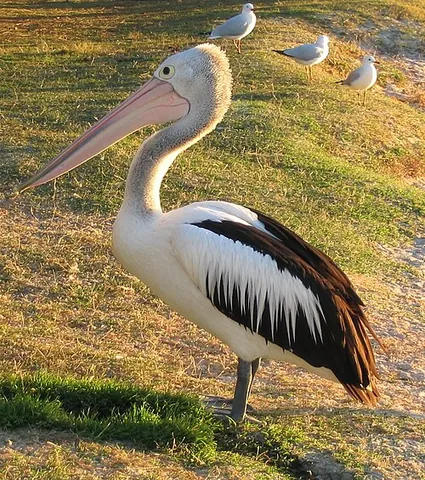 australian pelican: a species of pelican, Pelecanus conspicillatus, found primarily in Australia and New Guinea