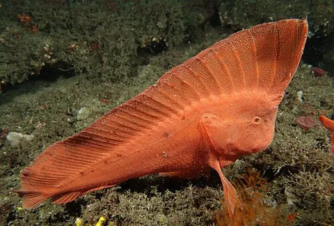 australian prowfish: any fish of the family Pataecidae, characterized by a long dorsal fin that begins far forward on...