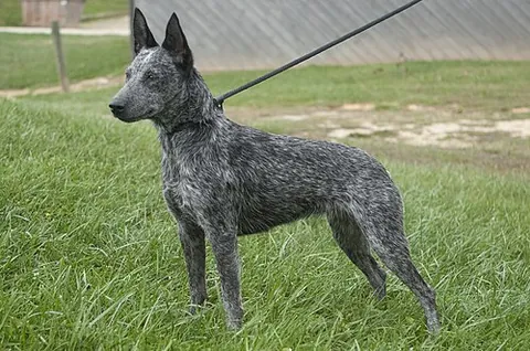 australian stumpy tail cattle dog: a naturally bobtailed or tailless medium-sized cattle-herding dog