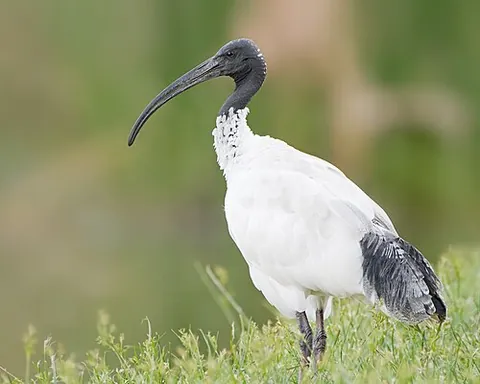australian white ibis: threskiornis molucca, a species of wading bird of the ibis family, Threskiornithidae, which is...