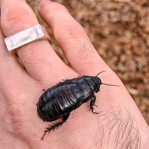australian wood cockroach: any member of the species Panesthia cribrata of cockroaches of Australia