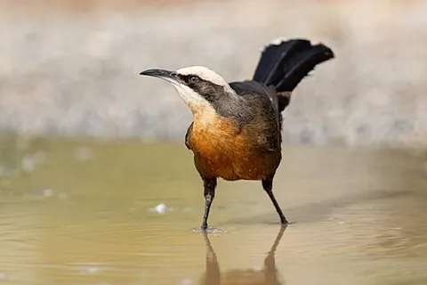 australo-papuan babbler: any member of the family Pomatostomidae of passerine birds from New Guinea and Australia