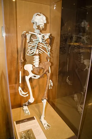 australopith: any of the hominids of the extinct genus Australopithecus