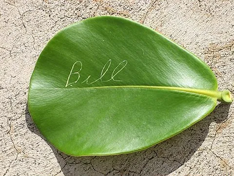 autograph tree: a tree of species Clusia rosea, of the American tropics, and invasive in Hawaii