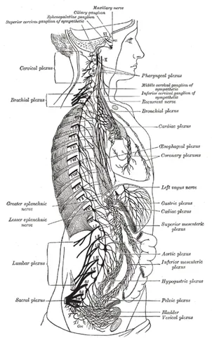 autonomic nervous system: in humans and other vertebrates, the part of the nervous system that regulates the involuntary...