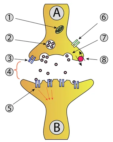 autoreceptor: a receptor, situated in the terminal of a presynaptic nerve cell, that is sensitive to...