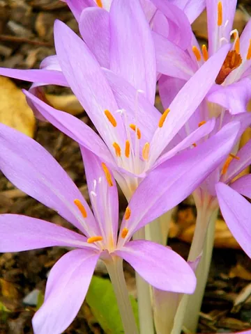 autumn crocus: any of several species of genus Colchicum that bloom in the Fall