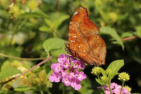 autumn leaf: an Asian nymphalid butterfly, Doleschallia bisaltide