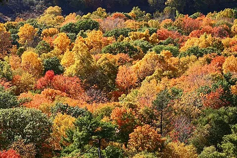 autumn: traditionally the third of the four seasons, when deciduous trees lose their leaves, and...