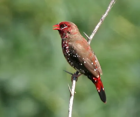 avadavat: any of various estrildid finches of the genus Amandava, especially the red avadavat, Amandava...