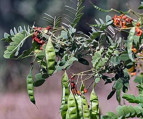 avaram: a leguminous shrub with smooth cinnamon brown bark (Senna auriculata) from Southern Asia