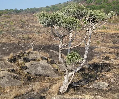 aveloz: a tree native to Africa that grows in semi-arid tropical climates (Euphorbia tirucalli)
