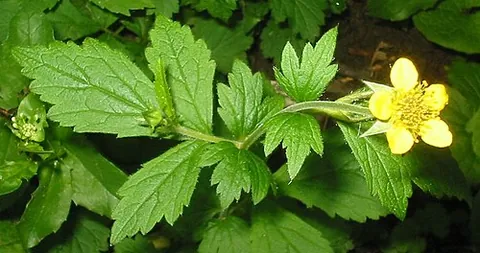 avens: a plant of the genus Geum, especially Geum urbanum, or herb bennet