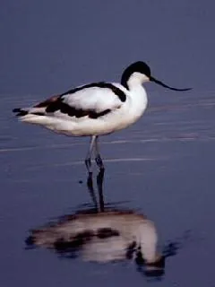 avocet: any of four species of wading birds in the genus Recurvirostra, with long, slender recurved bills,...