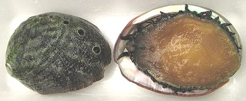 awabi: sushi made from abalone