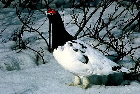 awebo: imitating the call of the willow grouse