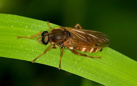 awl-fly: any fly in the family Xylophagidae, which resemble ichneumon wasps