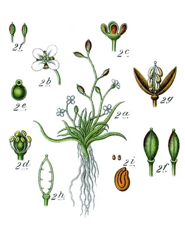 awlwort: an aquatic plant, Subularia aquatica, with awl-shaped leaves
