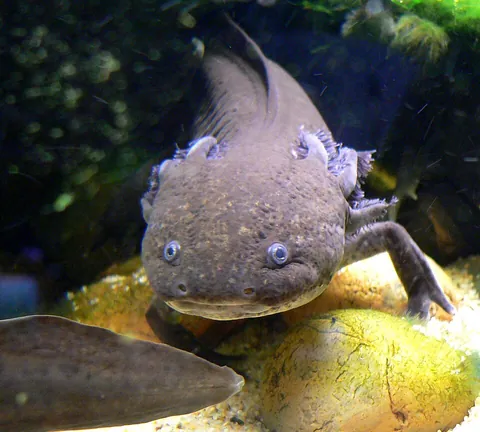 axolotl: a critically endangered salamander found in the elevated lakes of Mexico, Ambystoma mexicanum