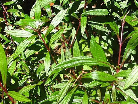 ayapana: ayapana triplinervis (syn. Eupatorium ayapana), a tropical American shrub