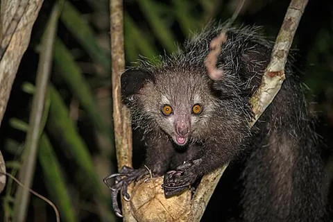 aye-aye: the lemur Daubentonia madagascariensis, a solitary nocturnal quadruped found in Madagascar and...