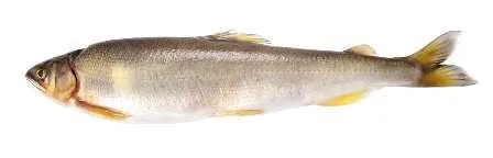 ayu: a sweetfish, an amphidromous game fish of East Asia of species Plecoglossus altivelis, prized for...