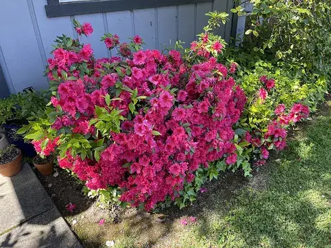 azalea: a plant of the obsolete genus Azalea