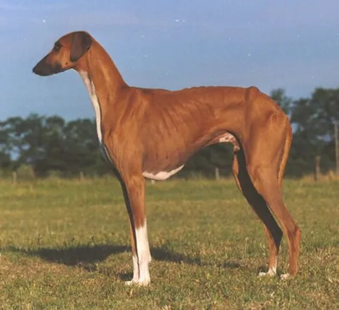 azawakh: a sighthound bred in Western Africa around Mali, Niger and Burkina Faso