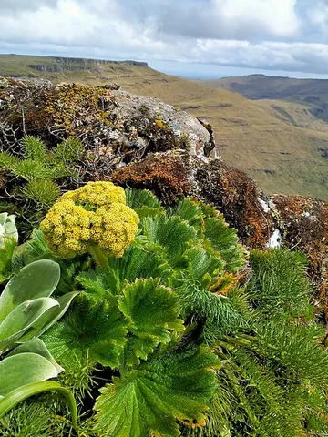 azorella: any plant of the genus Azorella, many of which form mosslike covers over rocky surfaces