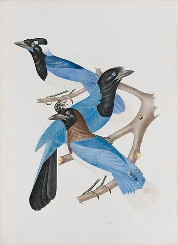 azure jay: cyanocorax caeruleus, a passeriform bird of the crow family