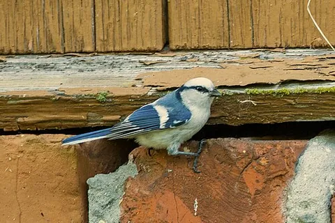 azure tit: cyanistes cyanus, a small bird of the tit family Paridae