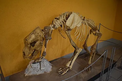 deninger's bear: ursus deningeri, an extinct species of bear, endemic to Eurasia during the Pleistocene for...
