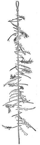witch's ladder: in folk magic, a charm or talisman made from knotted or plaited cord or hair, with various things...