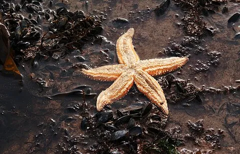 devil's fingers: a starfish, especially Asterias rubens