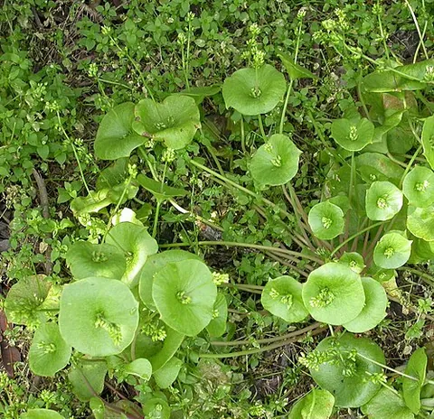 miner's lettuce: winter purslane (Montia perfoliata, now Claytonia perfoliata), a plant of western North America...