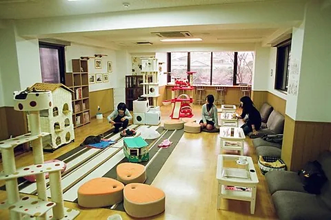 cat café: a café that has domestic cats with which the clientele can interact