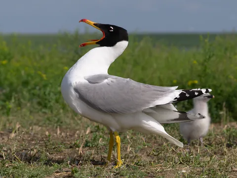 pallas's gull: ichthyaetus ichthyaetus, a large migratory gull that breeds in colonies in marshes and islands from...
