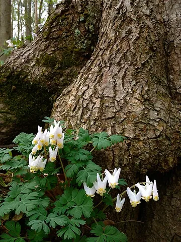 dutchman's breeches: a plant of the species Dicentra cucullaria, native to eastern North America and the Columbia River...