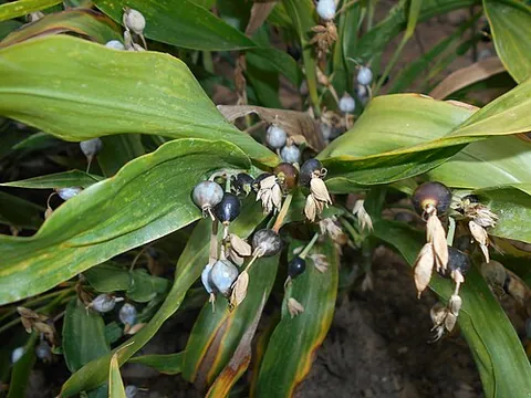 job's tears: a tall grain-bearing perennial tropical plant of the species Coix lacryma-jobi (family Poaceae),...