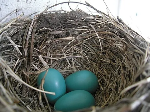 robin's-egg blue: a greenish blue colour, like that of an American robin's egg