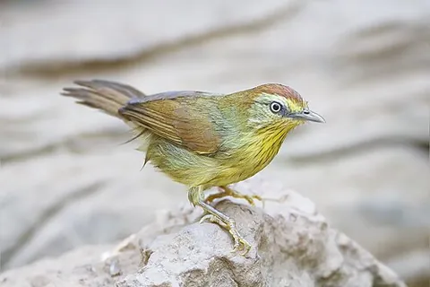 babbler: someone who babbles