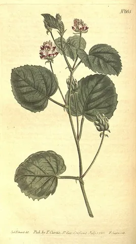 babchi: a medicinal plant (Psoralea corylifolia) native to India and other parts of Asia, whose seeds...